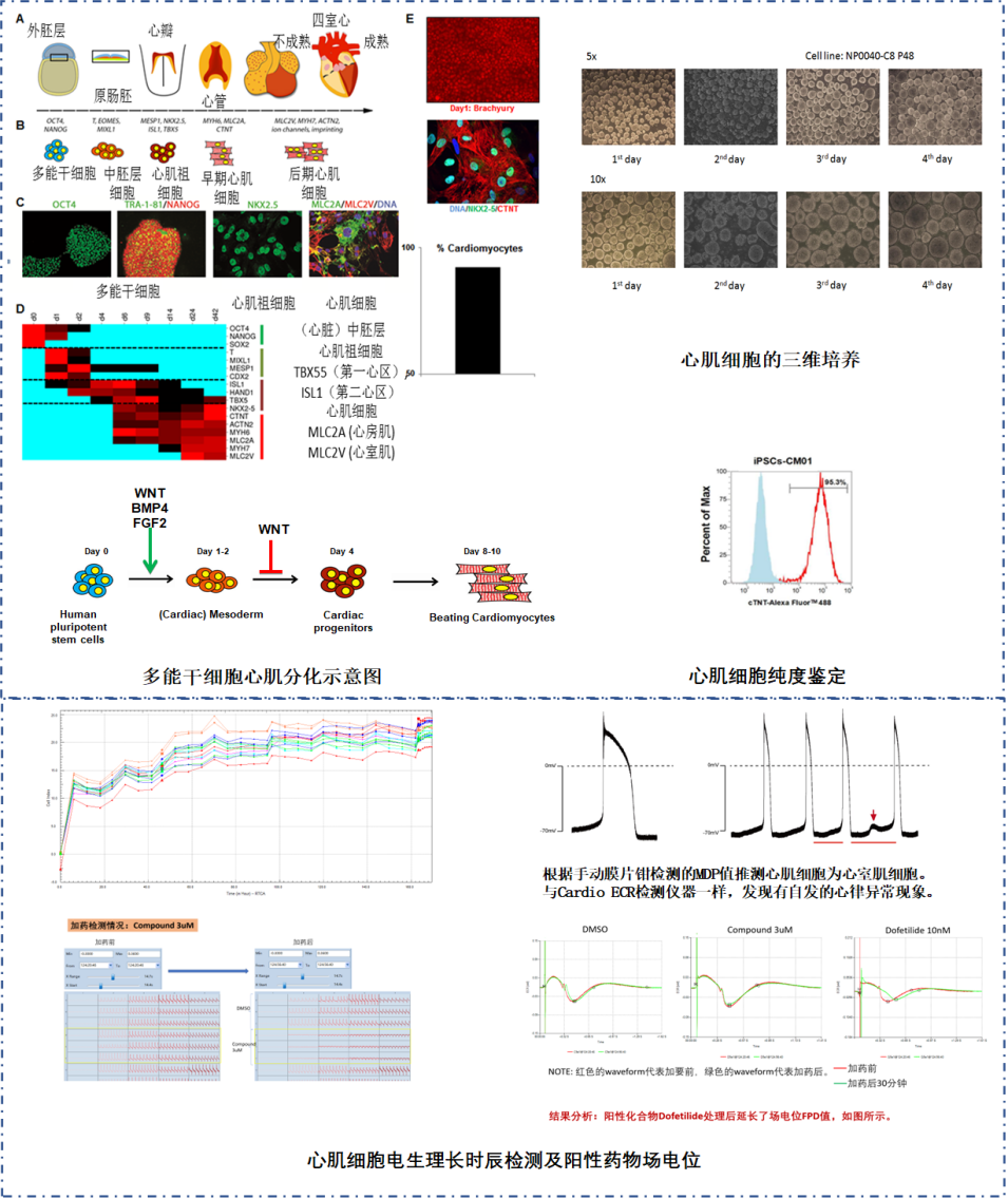 1750820798262060.png 人源多能干细胞的心肌生产体系.png