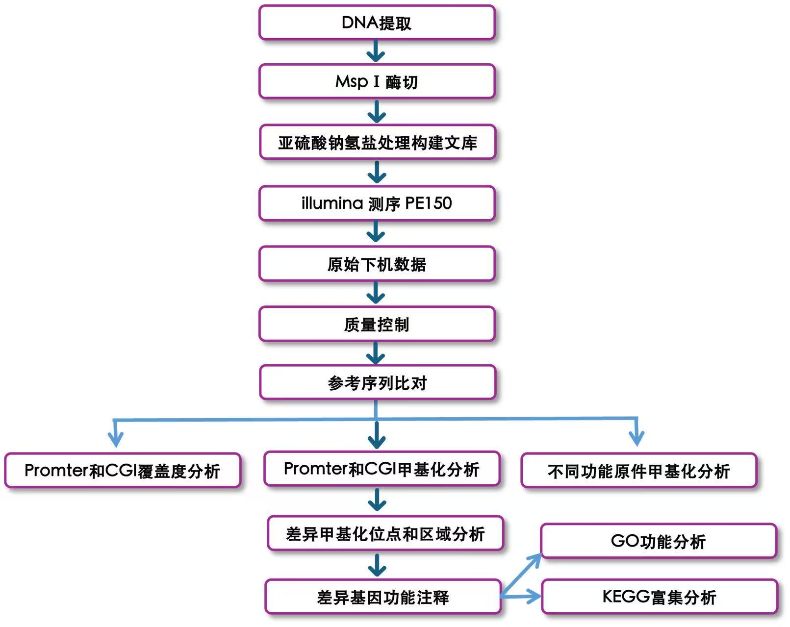 简化代表性亚硫酸氢盐测序.jpg